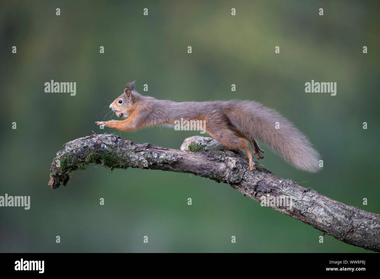 Side view of a Red squirrel in Scotland Stock Photo