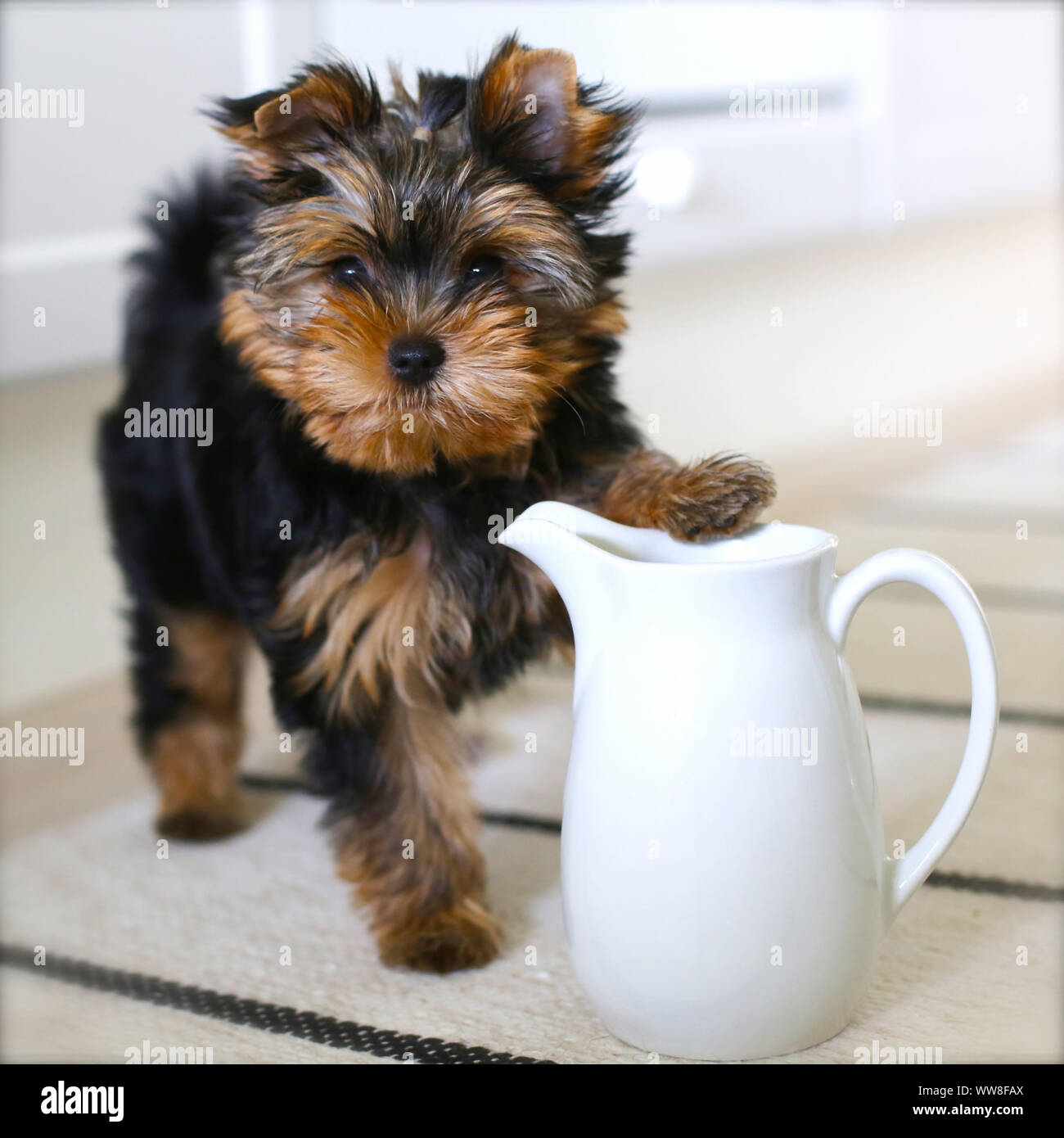 Yorkshire Terrier, yorkie puppy stands beside the milk jug Stock Photo