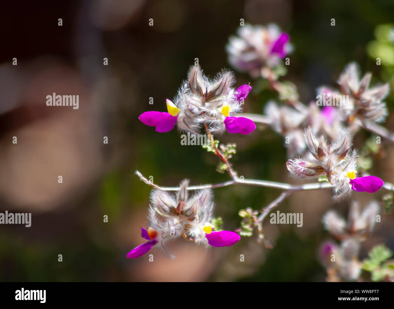 Desert white fuzzy leaves with hot Pink and yellow Wildflower in Utah Stock Photo