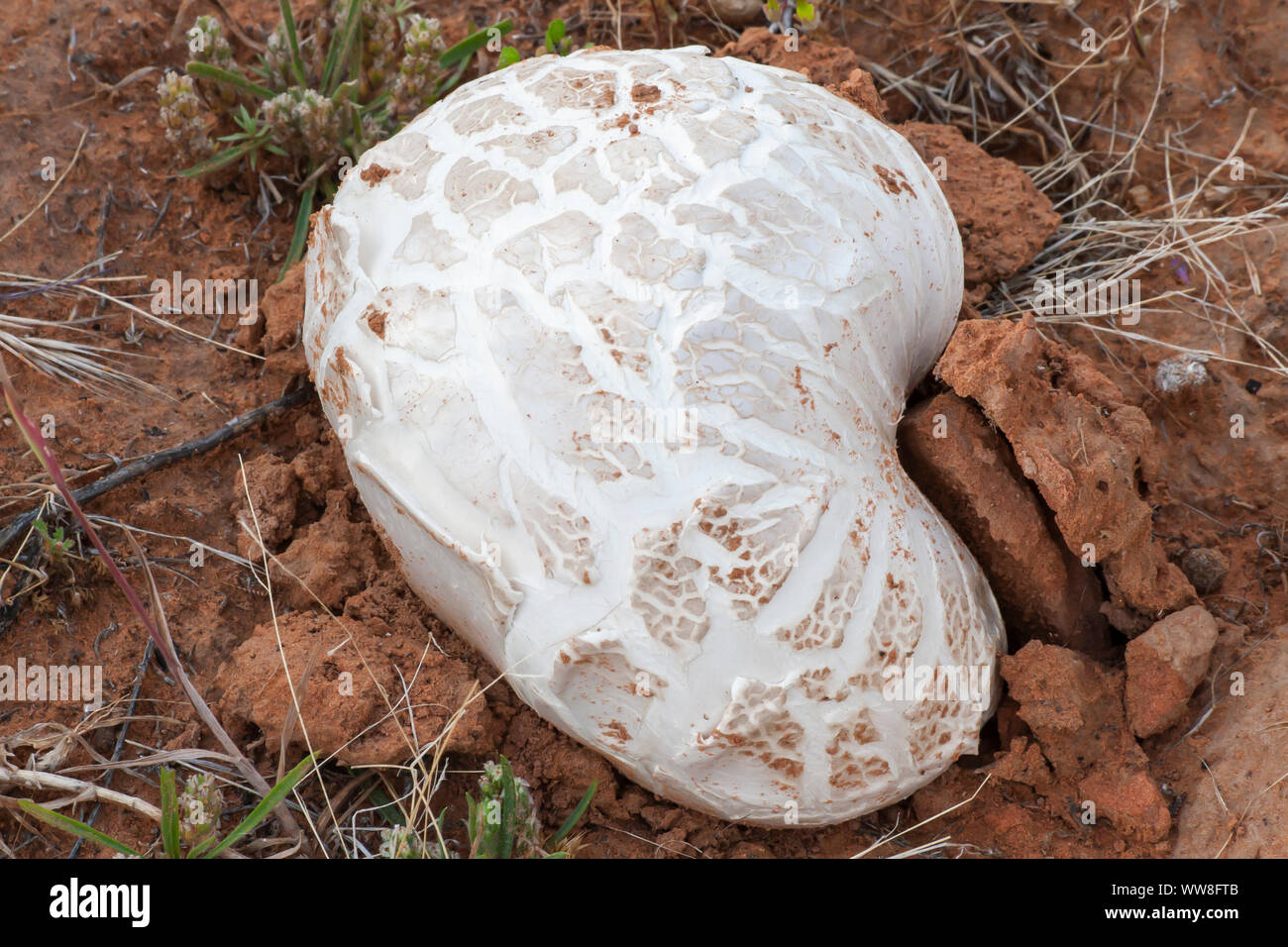 Large Desert Puffy White Mushroom in the red sand in southern Utah Stock Photo