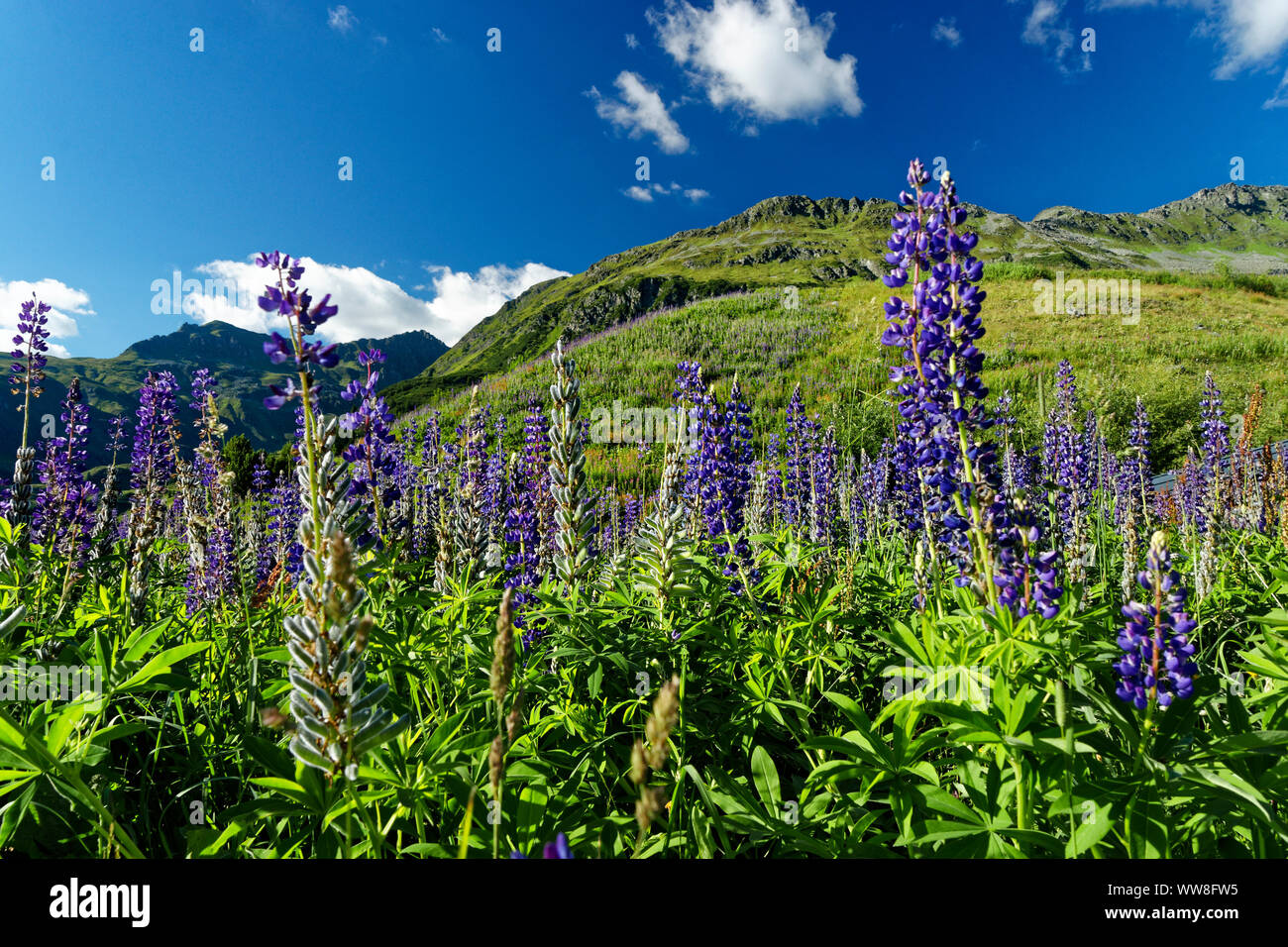 Landscape at the Kops reservoir near GaltÃ¼r between the Silvretta and Ferwall group in Vorarlberg, Austria Stock Photo