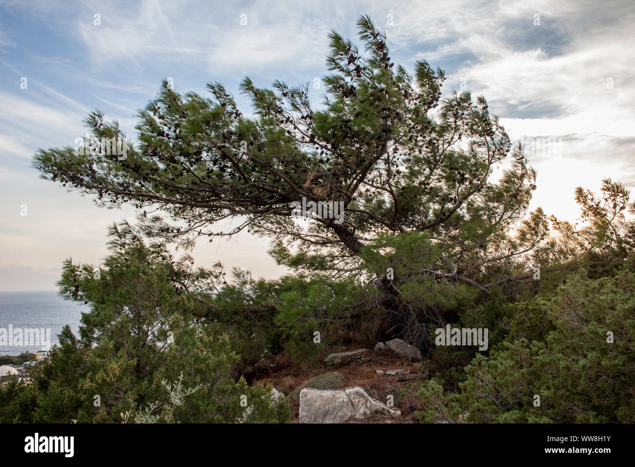 Pine tree leaning towards sea, South of Bodrum, Turkey, Stock Photo