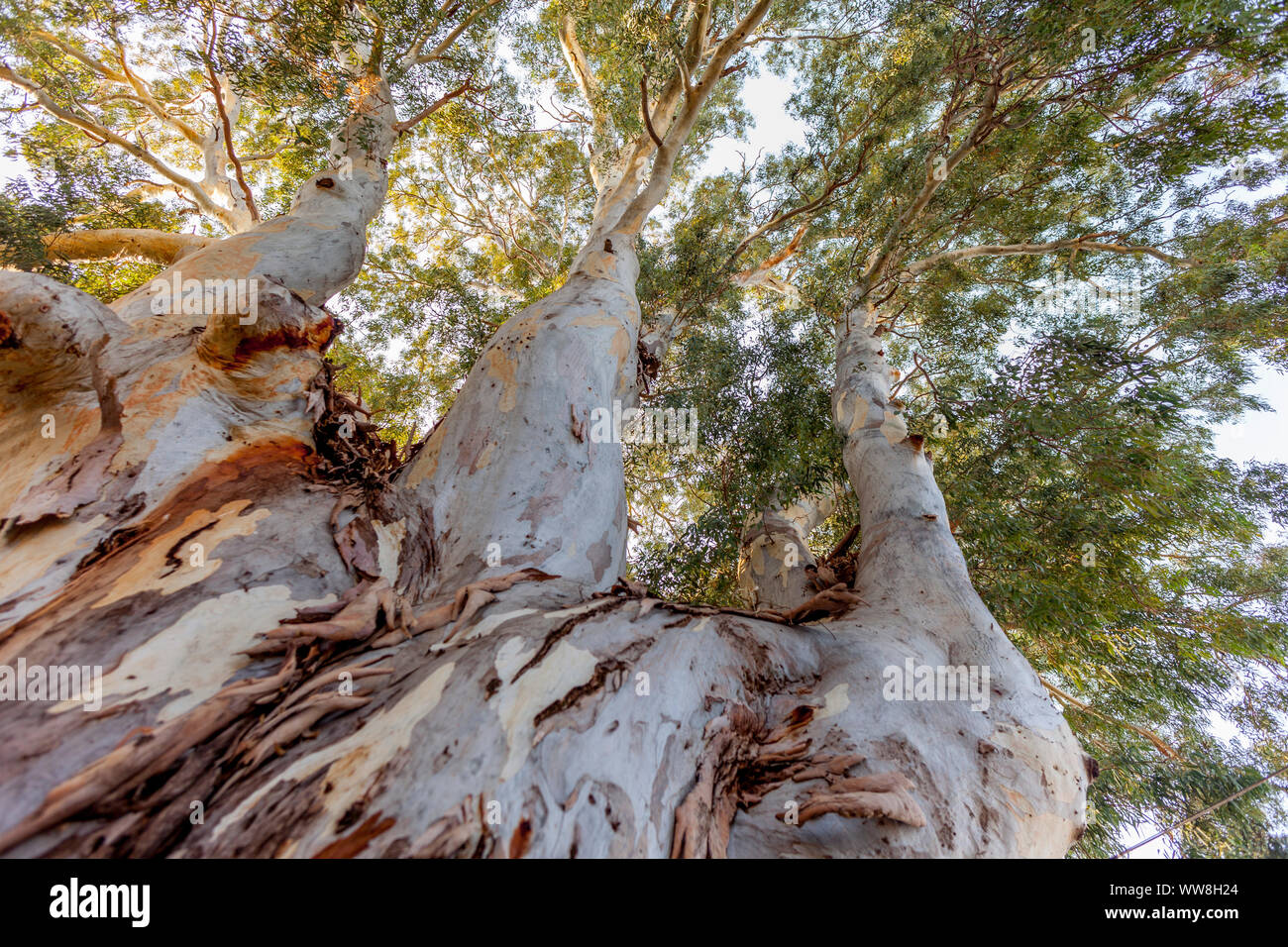Eucalyptus tree in the city of Bodrum, Trunk is dividing up into three parallel trunks/ branches, Bodrum, Turkey, Stock Photo