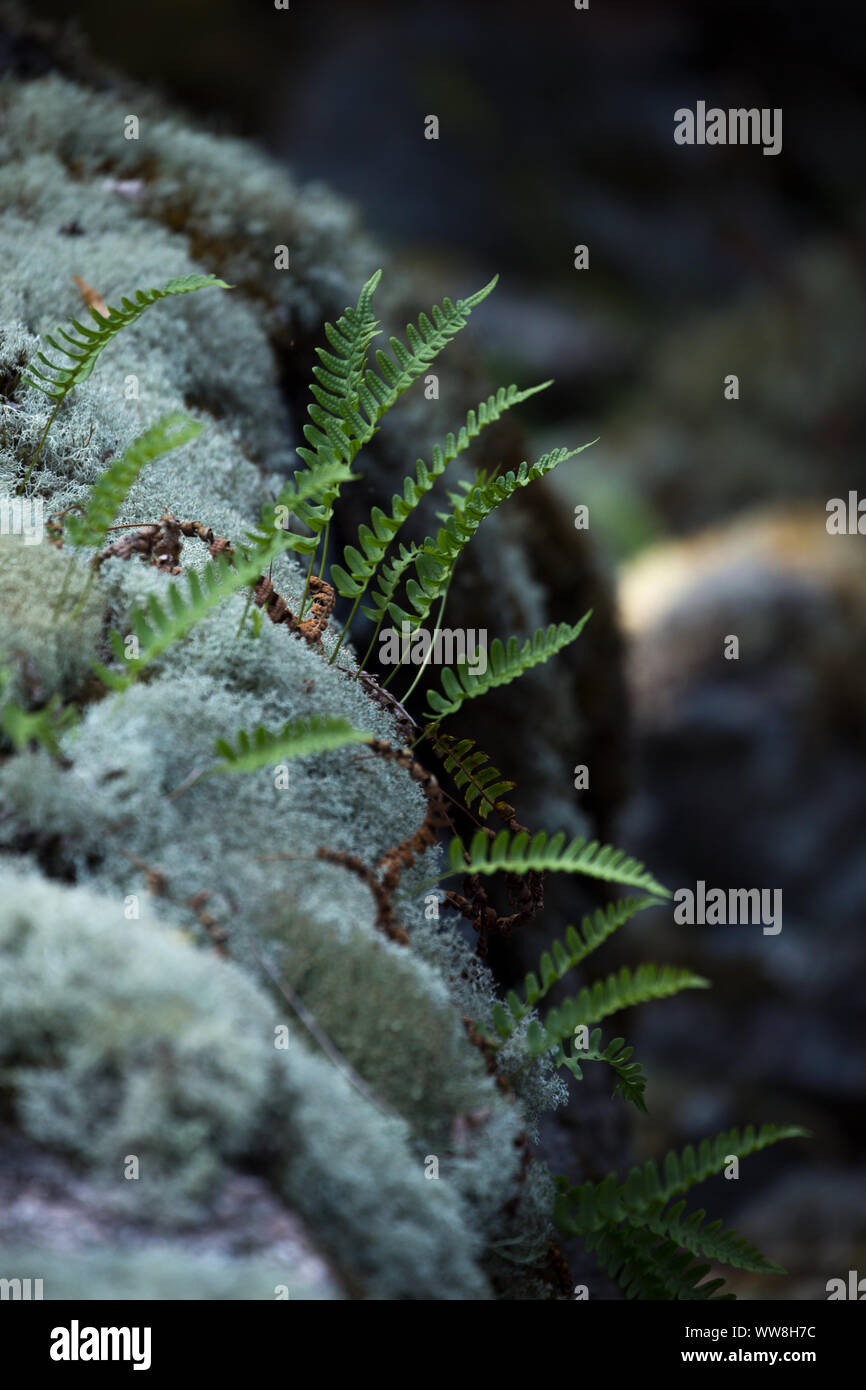 Lichen and ferns on the rock Stock Photo