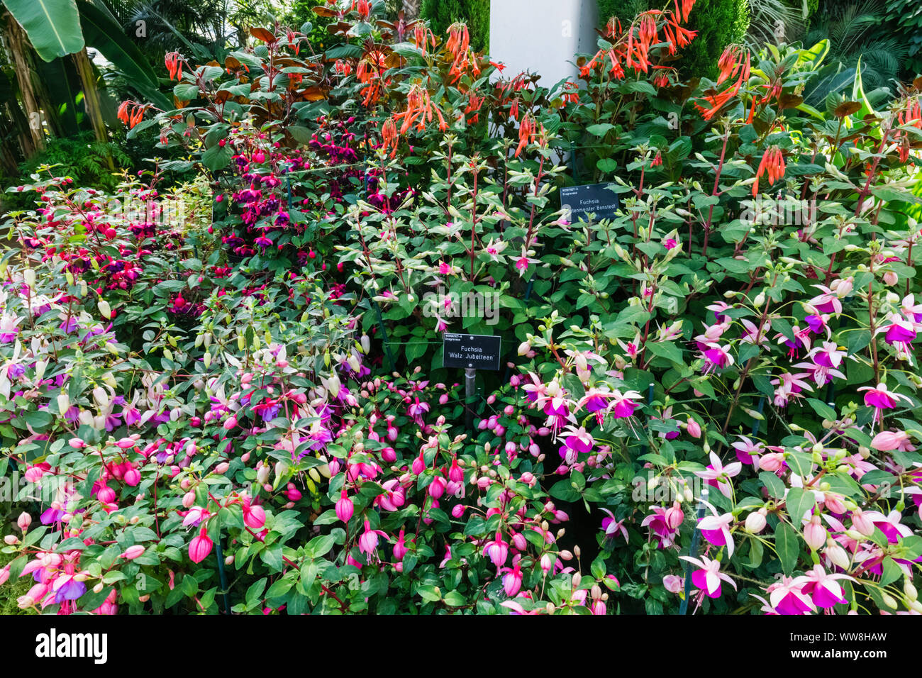 England, Surrey, Guildford, Wisley, The Royal Horticultural Society Garden, Fuchsia Stock Photo