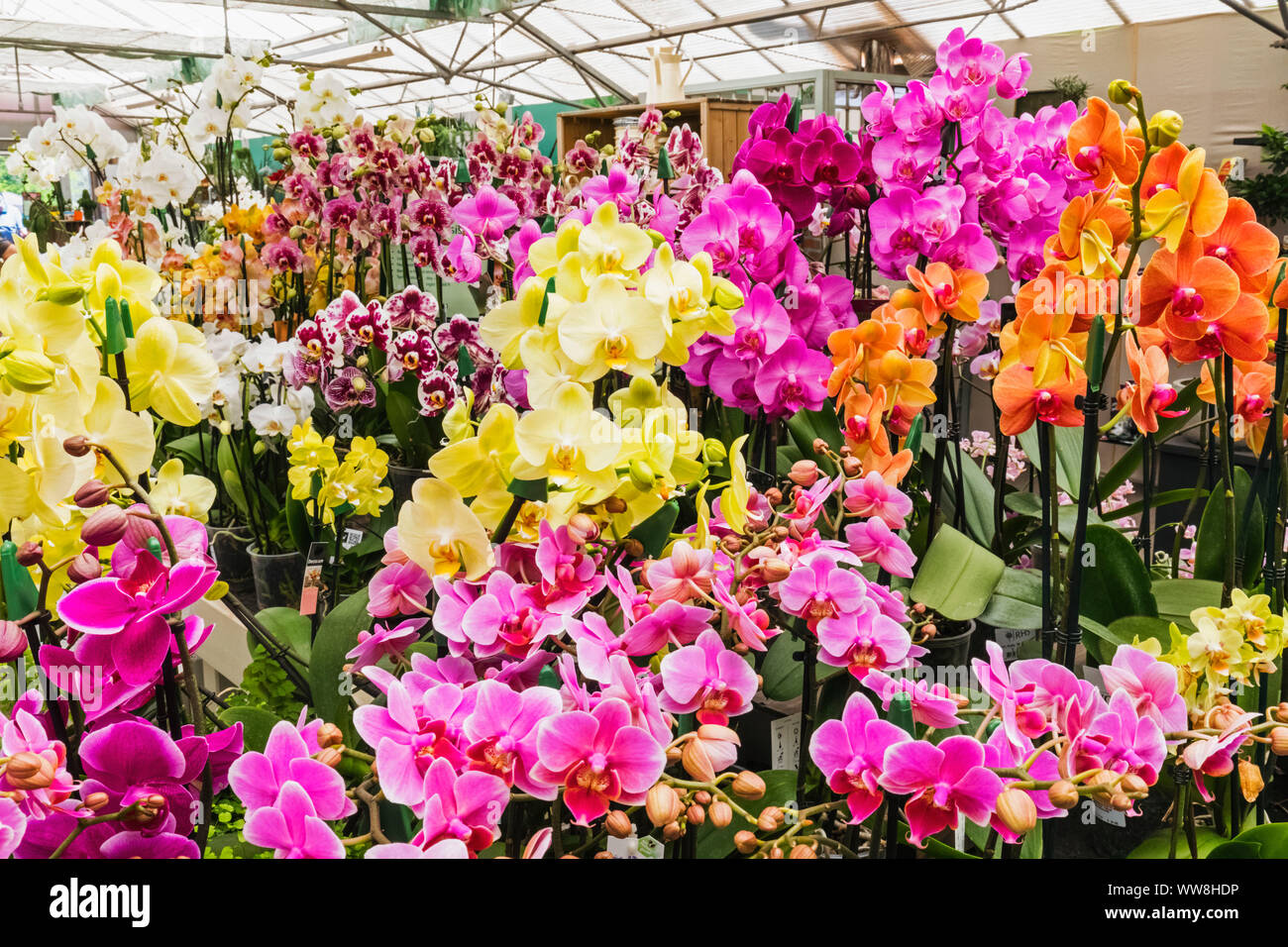 England, Surrey, Guildford, Wisley, The Royal Horticultural Society Garden, Plant Centre, Orchids for Sale Stock Photo