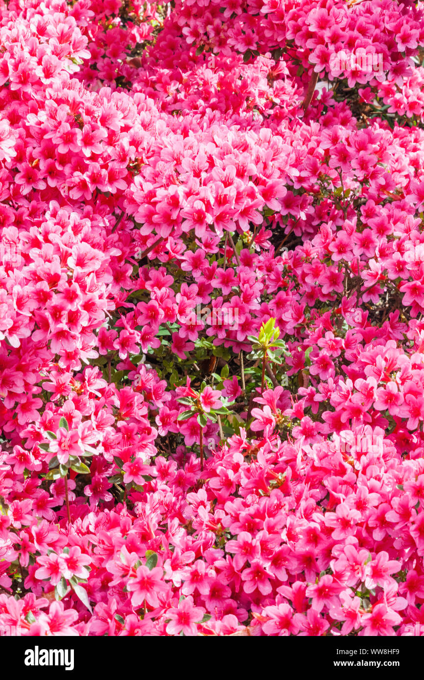 Wales, Conwy, Bodnant Garden, Azaleas in Bloom Stock Photo