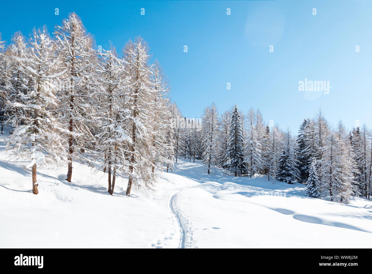 larch forest after a snowfall with track of ski mountaineers, Valfredda, Biois valley, Falcade, Belluno, Veneto, Italy Stock Photo