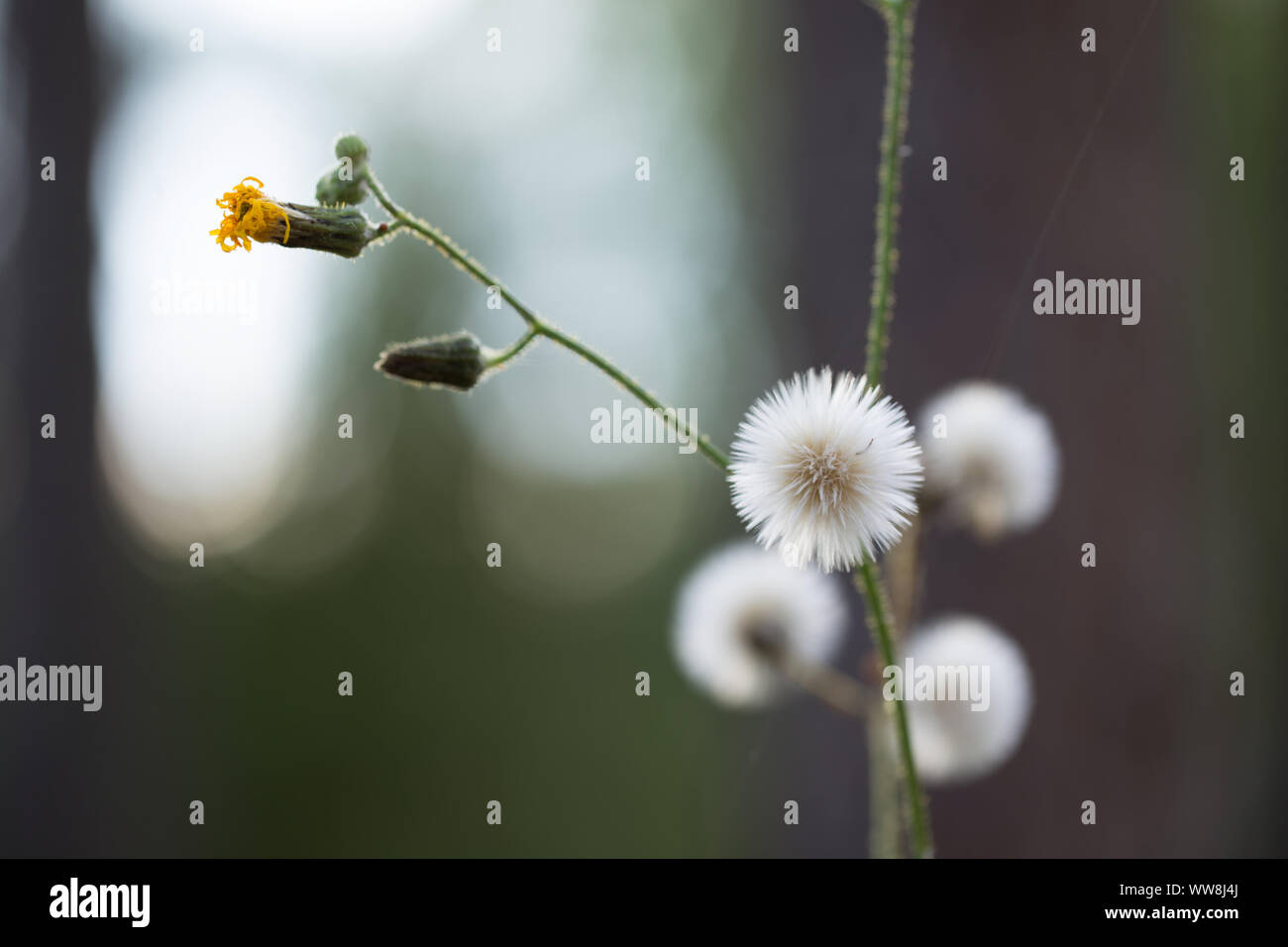 Weed plant hi-res stock photography and images - Alamy