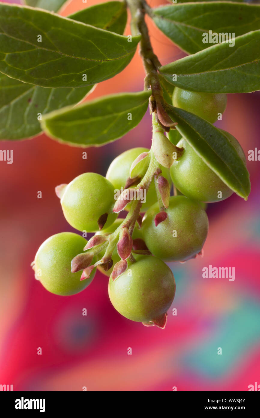 Closeup of raw lingonberries, Vaccinium vitis-idaea Stock Photo