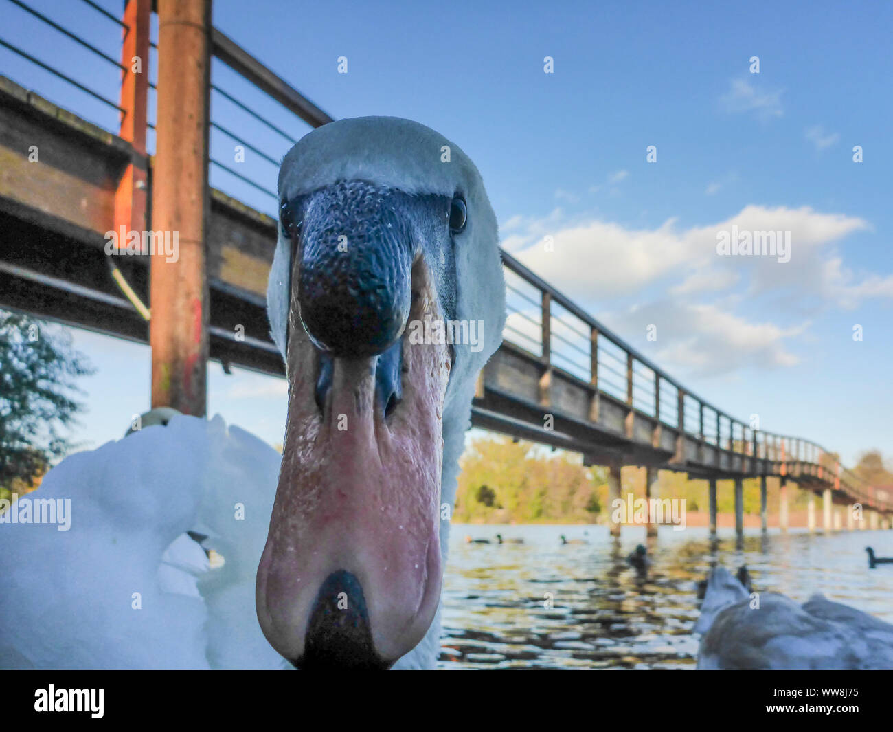 Wien, Vienna, adult mute swan (Cygnus olor), lake Untere Alte Donau (Lower Old Danube), pedestrian bridge Polizeisteg in 22. Donaustadt, Wien, Austria Stock Photo