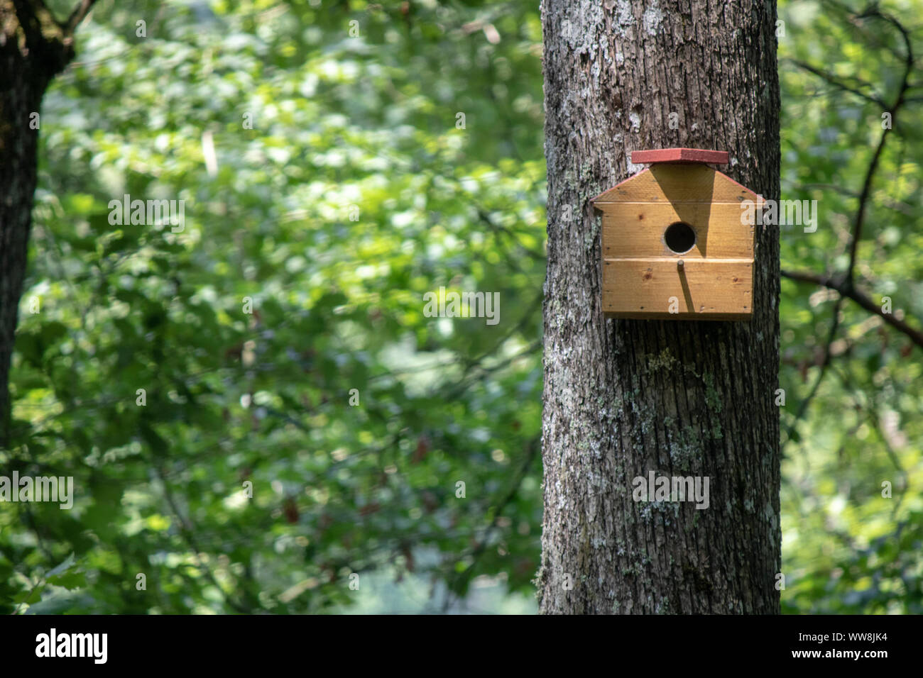 Handmade bird house hanging on the tree on the right side of the photo