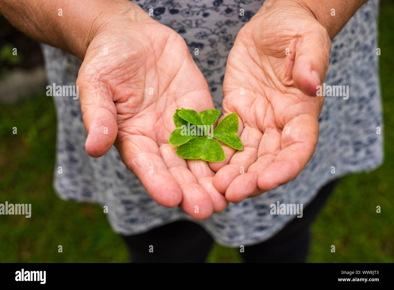 old aged hands of woman take a quatrifoil to have and offer lucky life and happiness to everyone in the world. nature concept of luck and hope Stock Photo