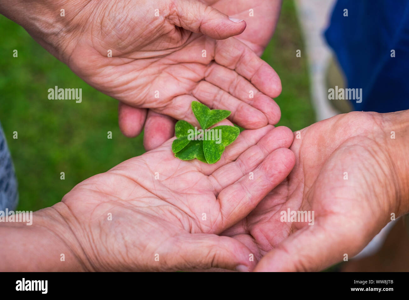 pair of caucasian aged hands have found and take a lucky quatrefoil to start a new happy day together. love and life for a lot of years. luck concept for old people Stock Photo