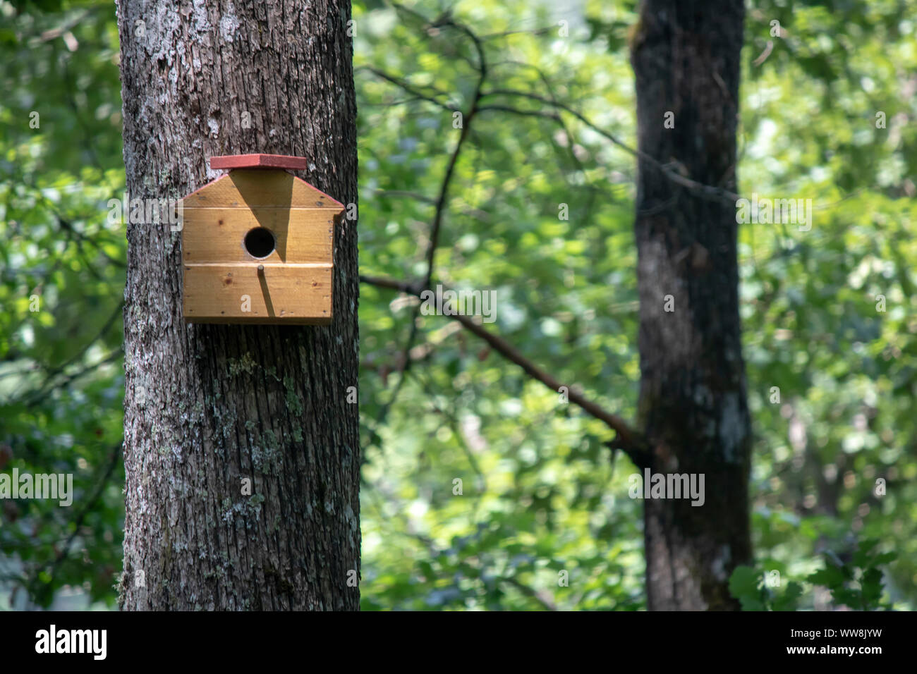 Handmade bird house hanging on the tree on the left side of the photo