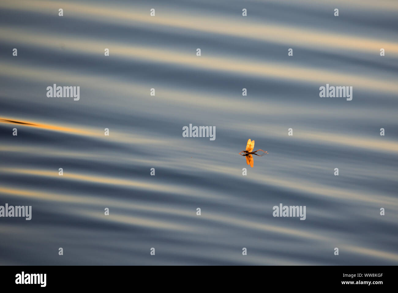 Mayfly, (Ephemeroptera) on water surface, reflection Stock Photo
