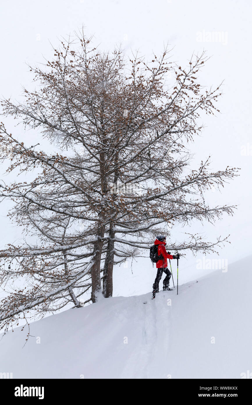 ski mountaineering in the Aurina valley under a snowfall, Kasern, Prettau, Bolzano, South Tyrol, Italy Stock Photo
