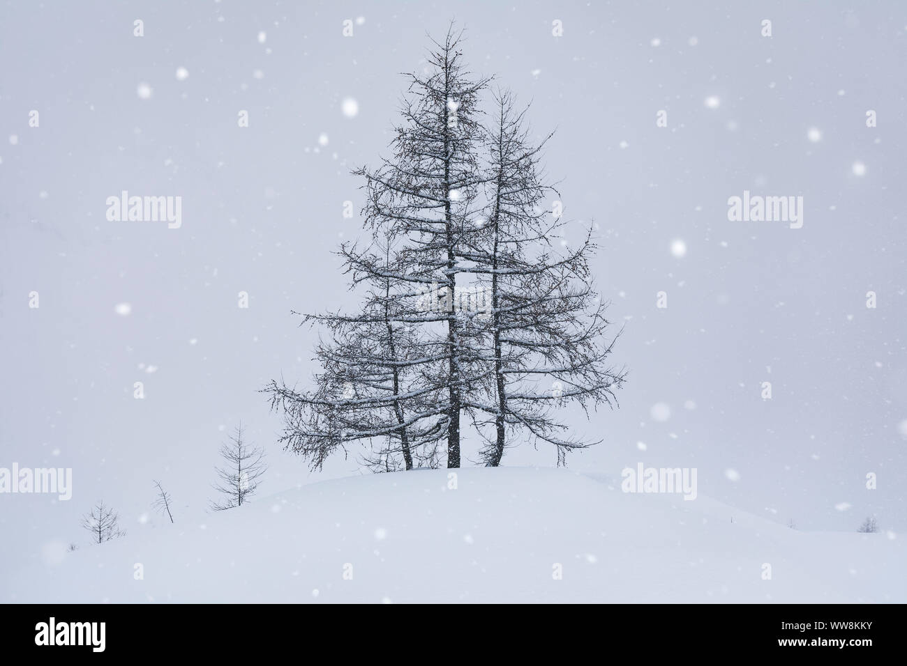 Larches trees in winter under heavy snowfall, Kasern / Casere, Predoi / Prettau, Aurina valley, Bolzano, South Tyrol, Italy Stock Photo