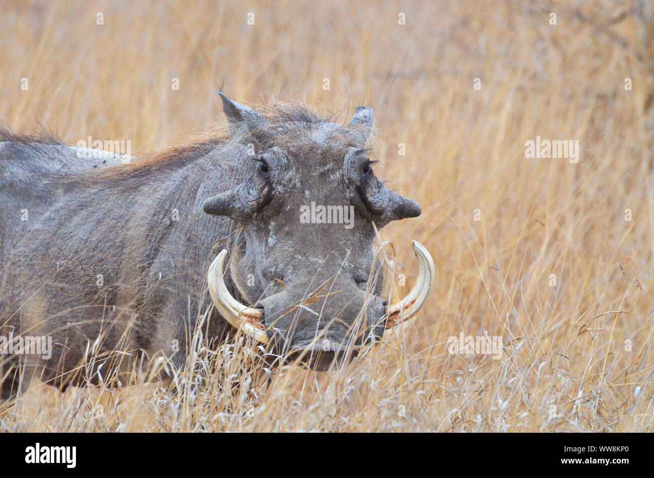 Warthog in Kruger National Park Stock Photo