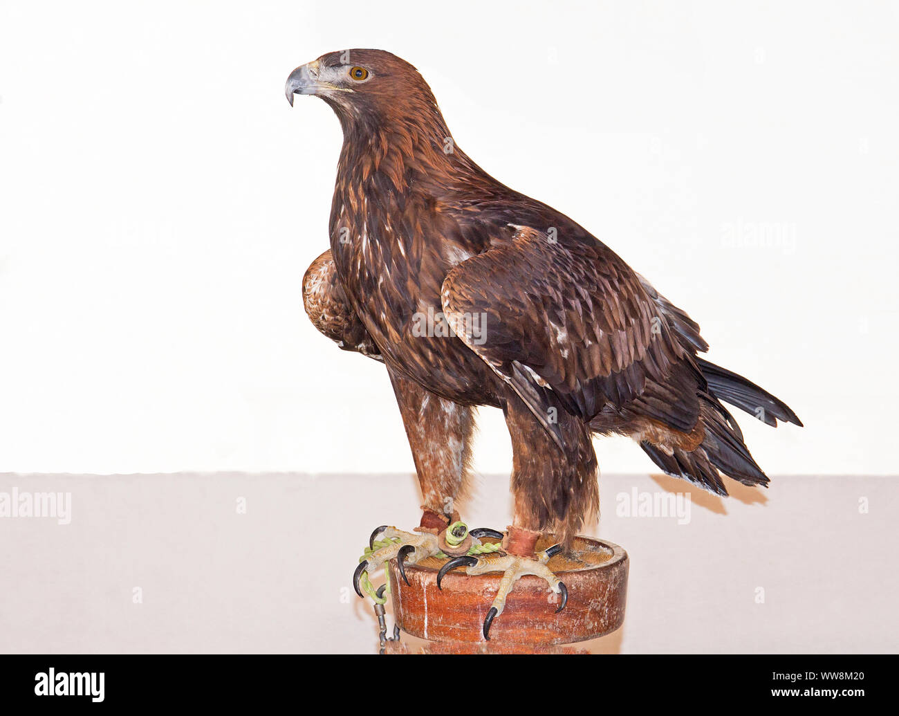 A Golden Eagle (Aquila chrysaetos) tethered to a perch. This magnificent raptor is part of the family Accipitridae. In captivity it's used for hunting Stock Photo