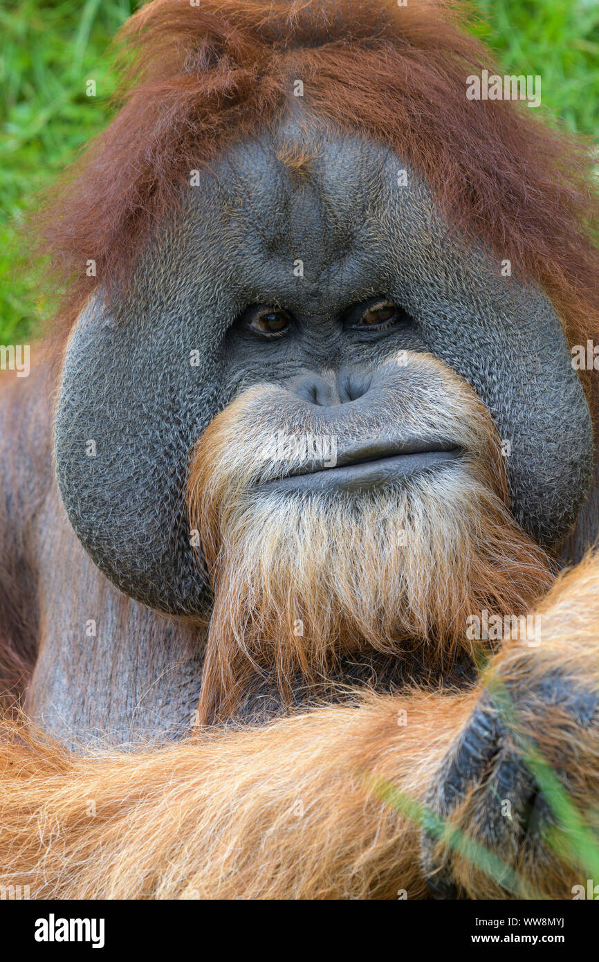 Orangutan, Pongo pygmaeus, portait Stock Photo