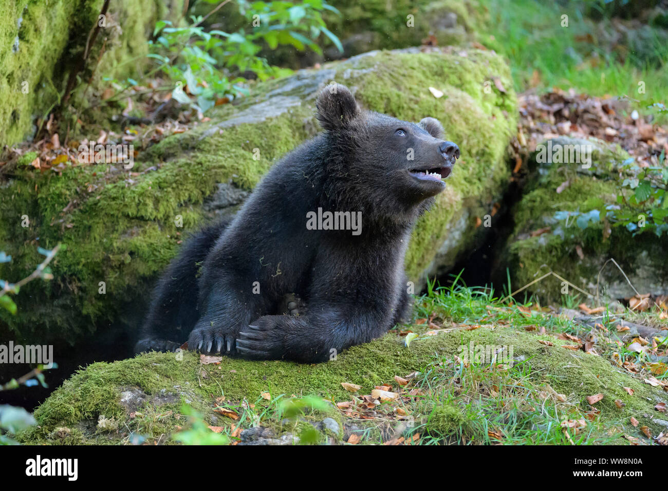 Cub Germany Cub germany hi-res stock photography and images - Alamy