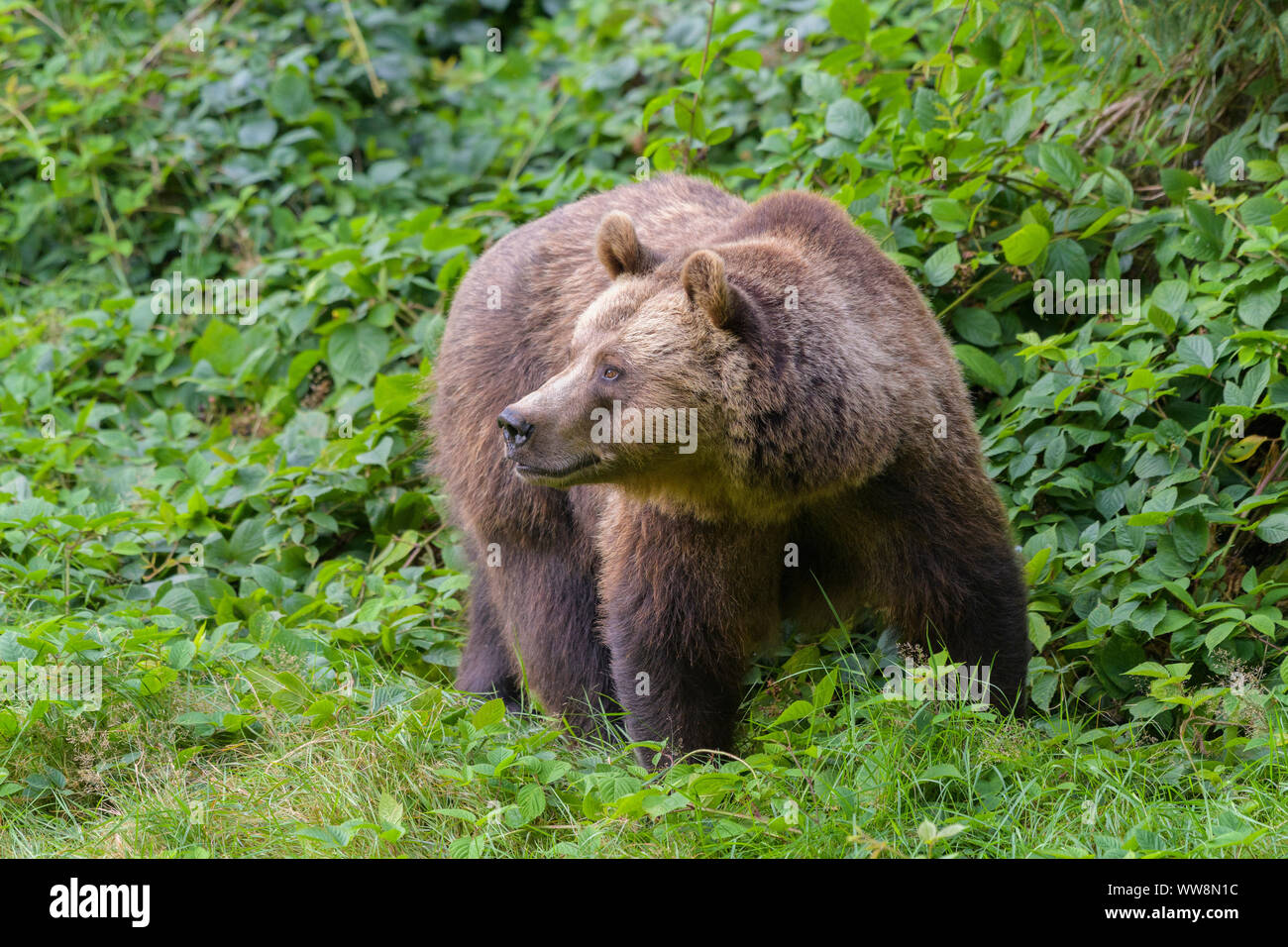 Brown bear, Ursus arctos, Germany Stock Photo - Alamy