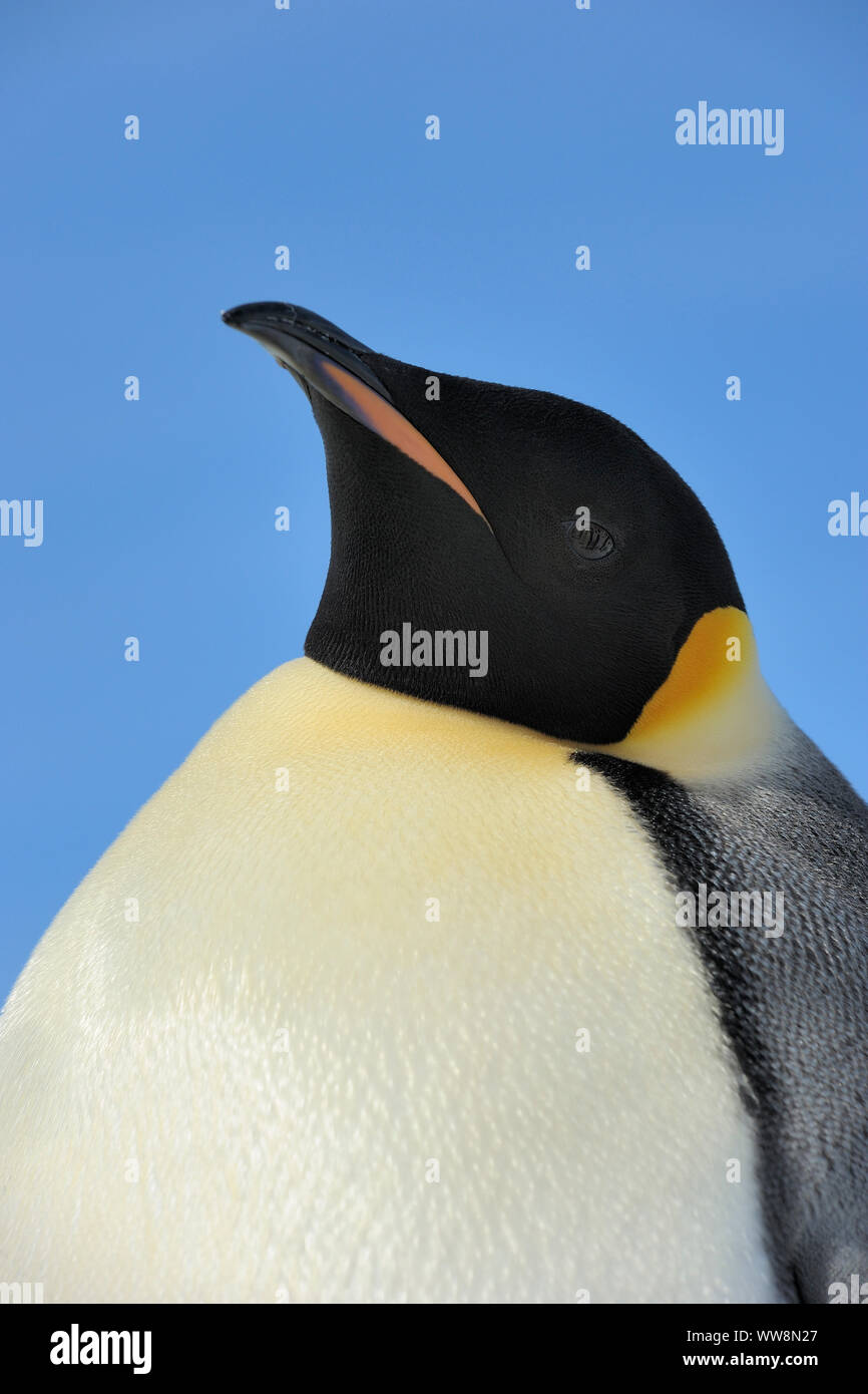 Emperor penguins, Aptenodytes forsteri, Portrait, Snow Hill Island, Antartic Peninsula, Antarctica Stock Photo