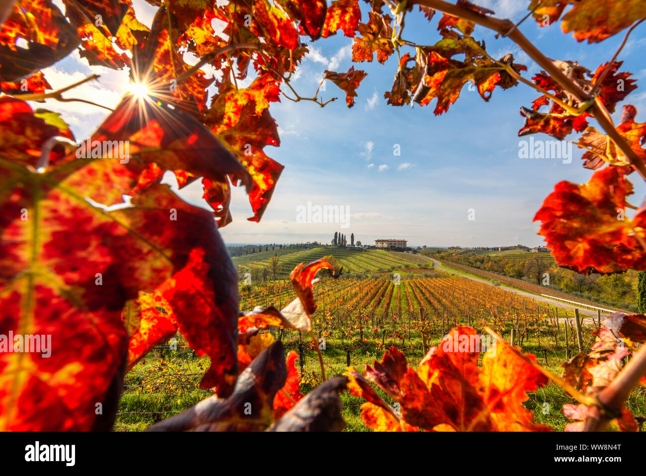Collio vineyards in Friuli Venezia Giulia in autumn, Europe, Italy, Friuli Venezia Giulia, Rosazzo Stock Photo