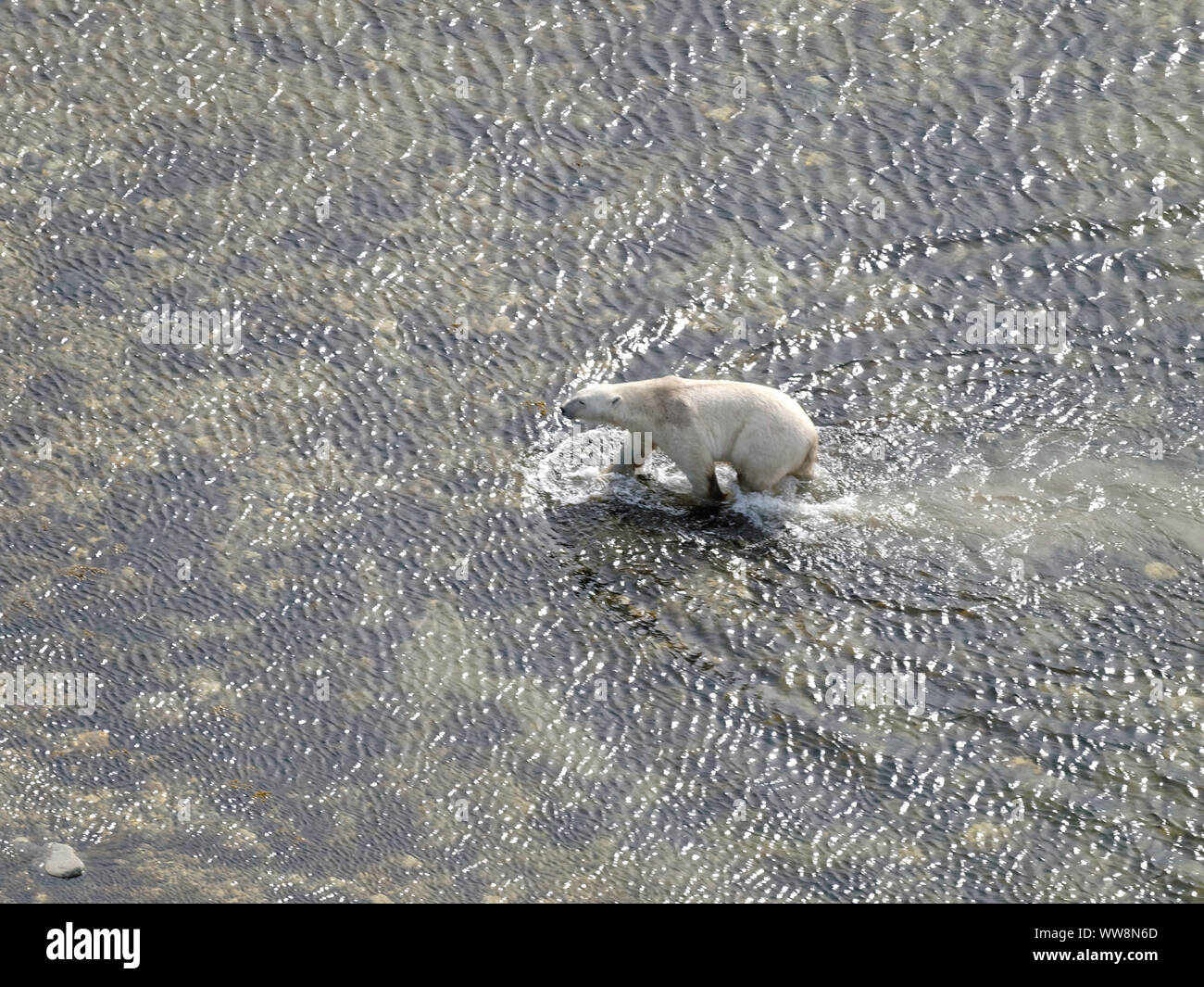 Polar bear wading through frigid water Stock Photo