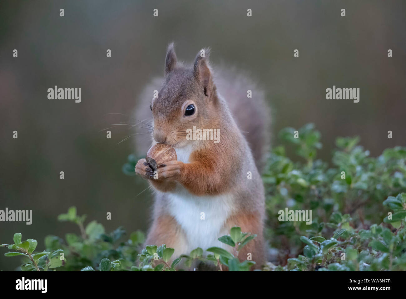 Cute red squirrel from scotland hi-res stock photography and images - Alamy