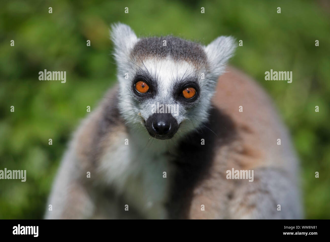 Ringtailed Lemur in sun Stock Photo