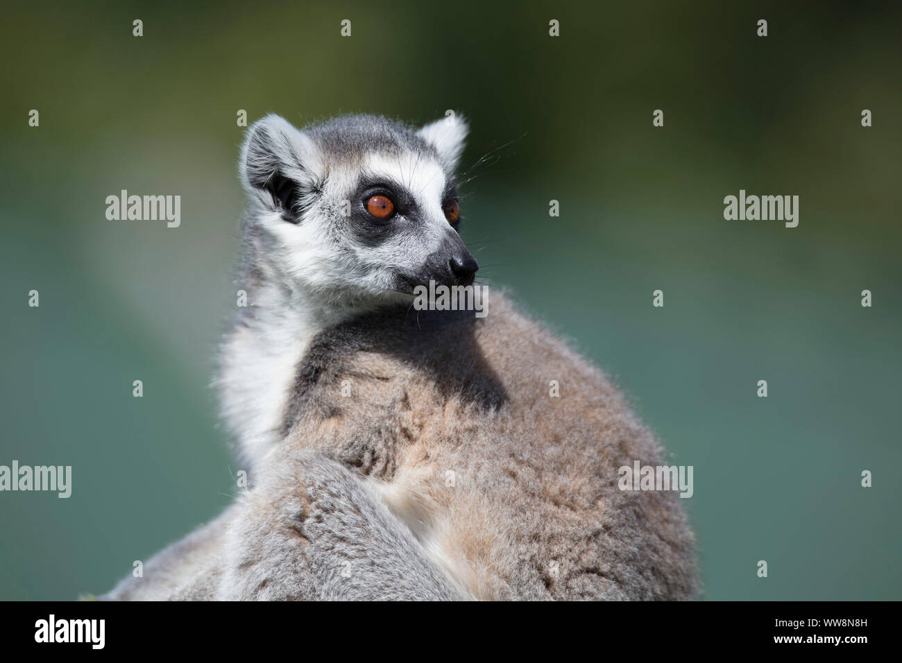 Ringtailed Lemur in sun Stock Photo