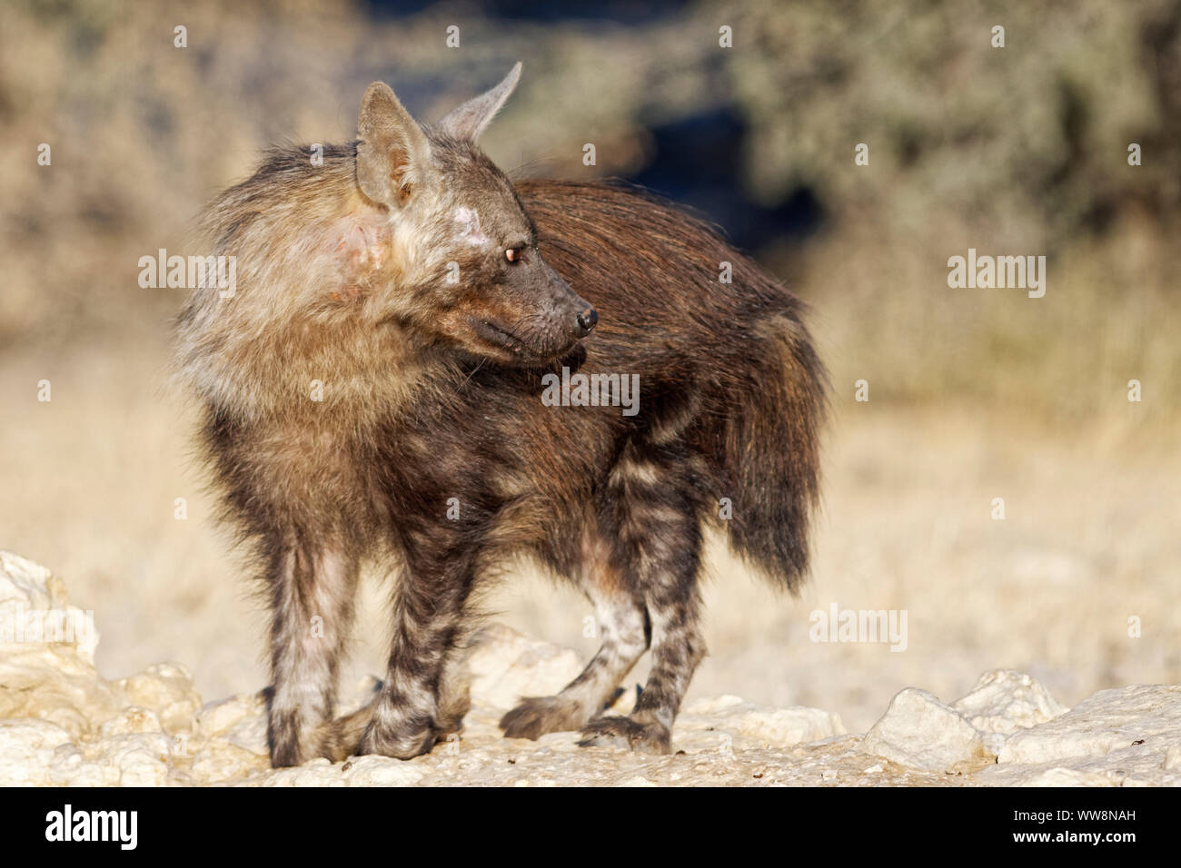 Brown hyena (Hyaena brunnea), Kgalagadi Transfrontier Park, South Africa Stock Photo