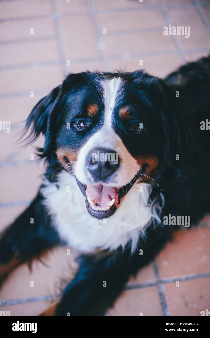 bernese cattle dog smiling looking to the camera Stock Photo