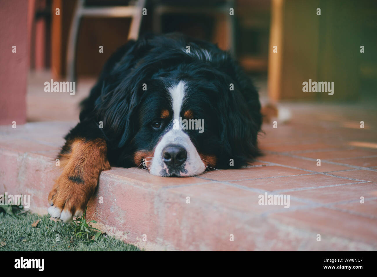 bernese cattle dog dog looking to the camera Stock Photo