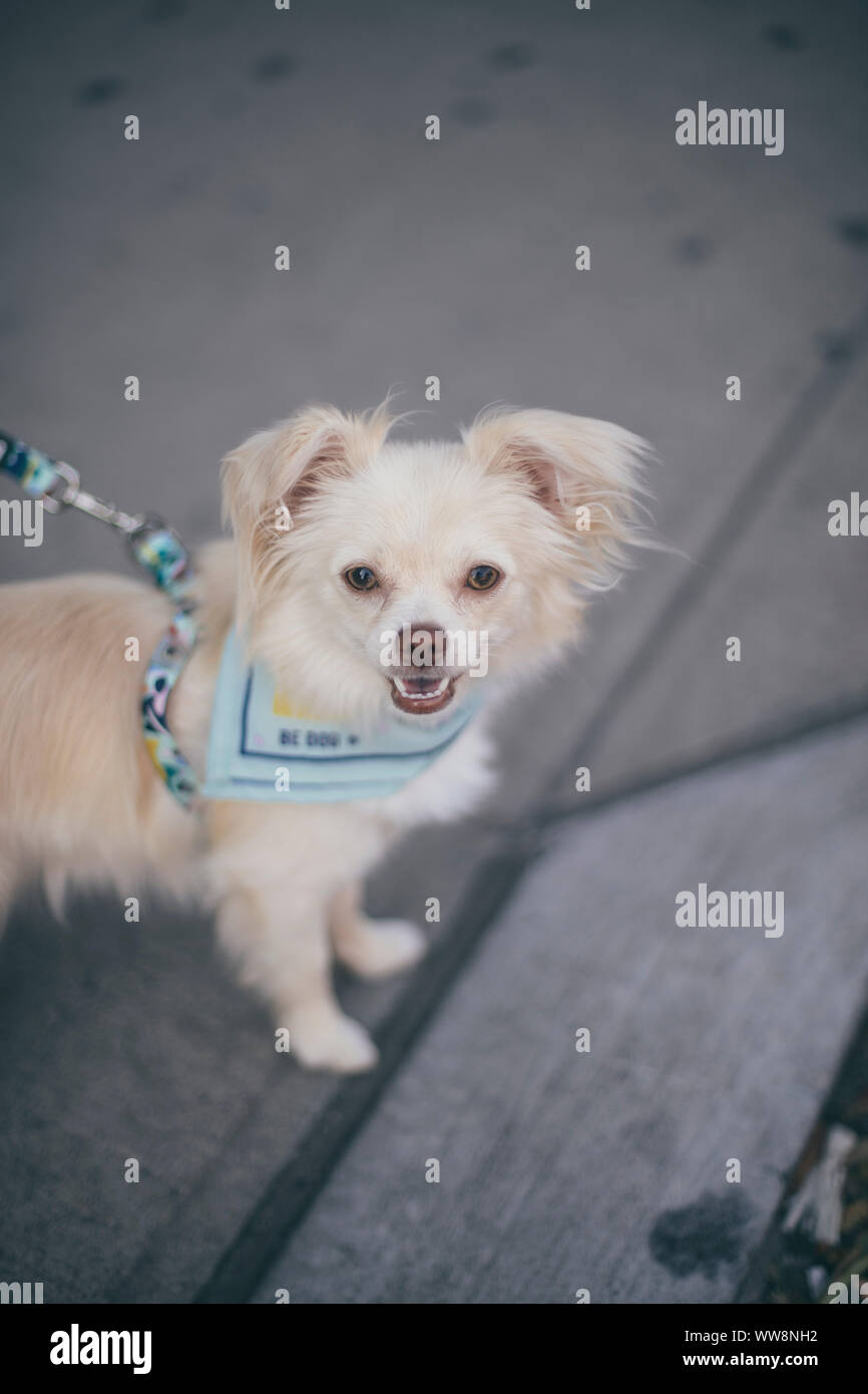 little dog smiling at the camera with a light blue handkerchief Stock Photo