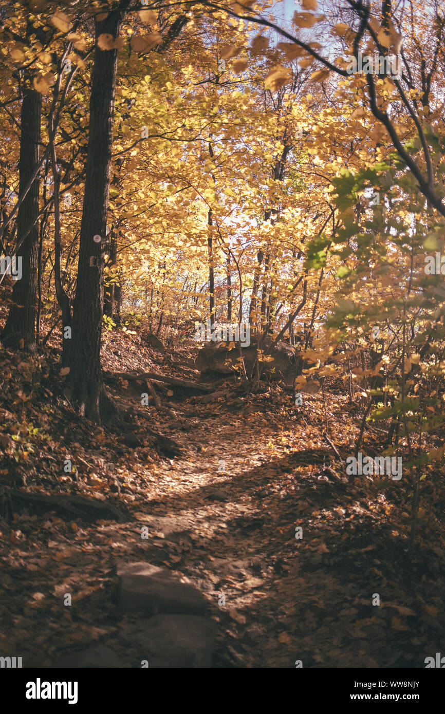 trail path in upstate new york Stock Photo