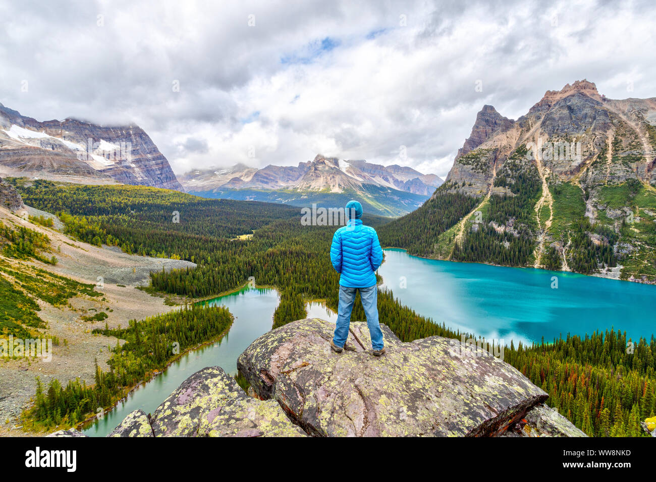 Late Summer hiker on top of Opabin Prospect overlooking Lake O'Hara and Mary Lake with the Canadian Rockies in the background surrounded by Wiwaxy Pea Stock Photo