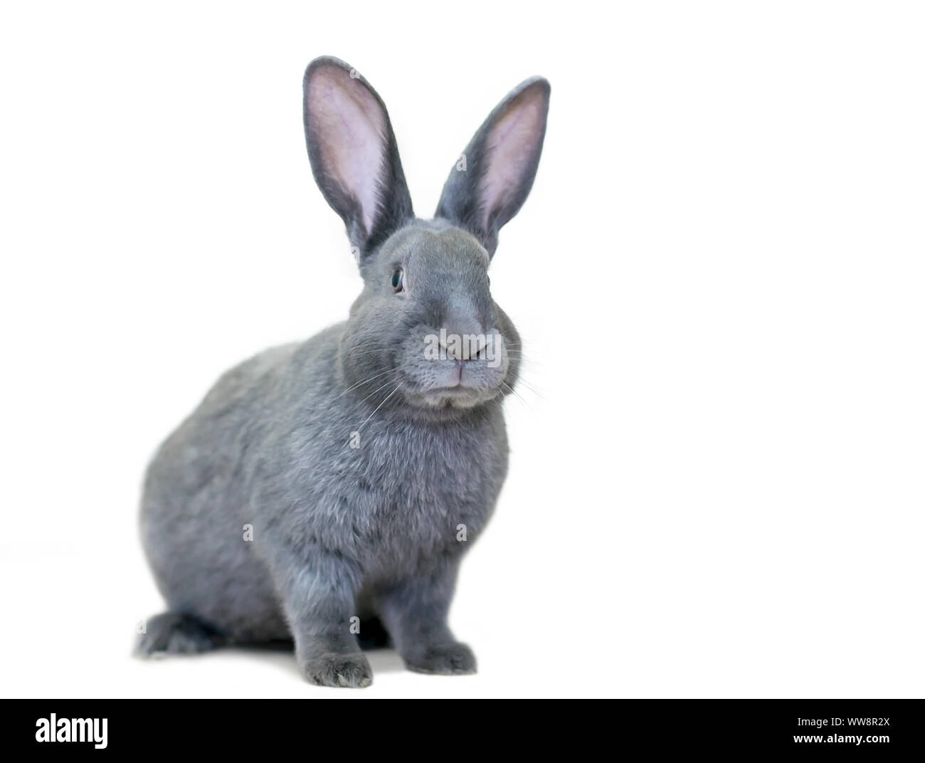A gray American rabbit with large ears Stock Photo