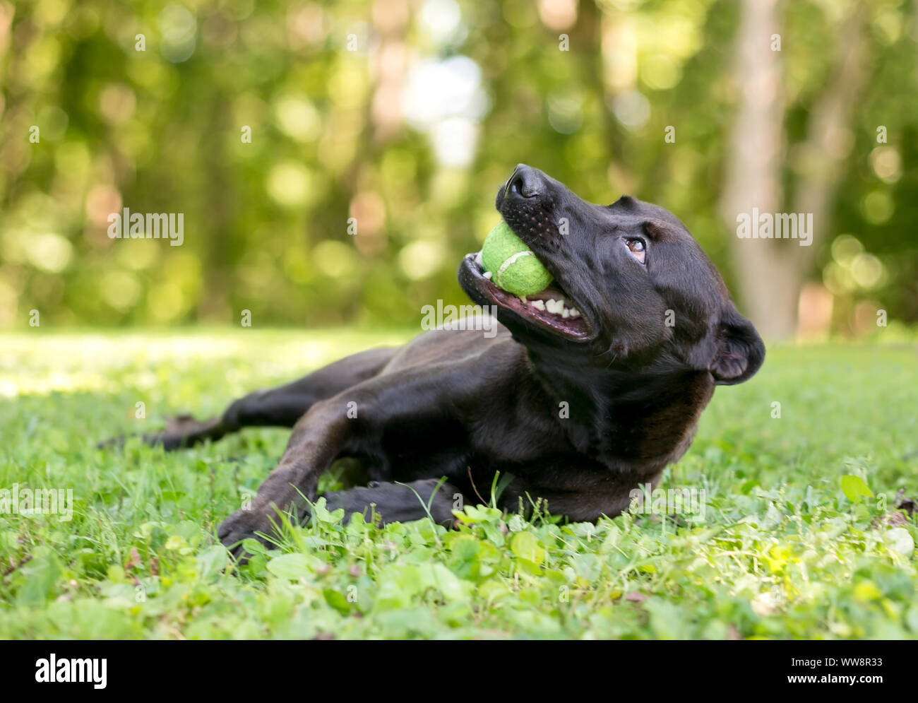 A happy black mixed breed dog lying in the grass and holding a tennis