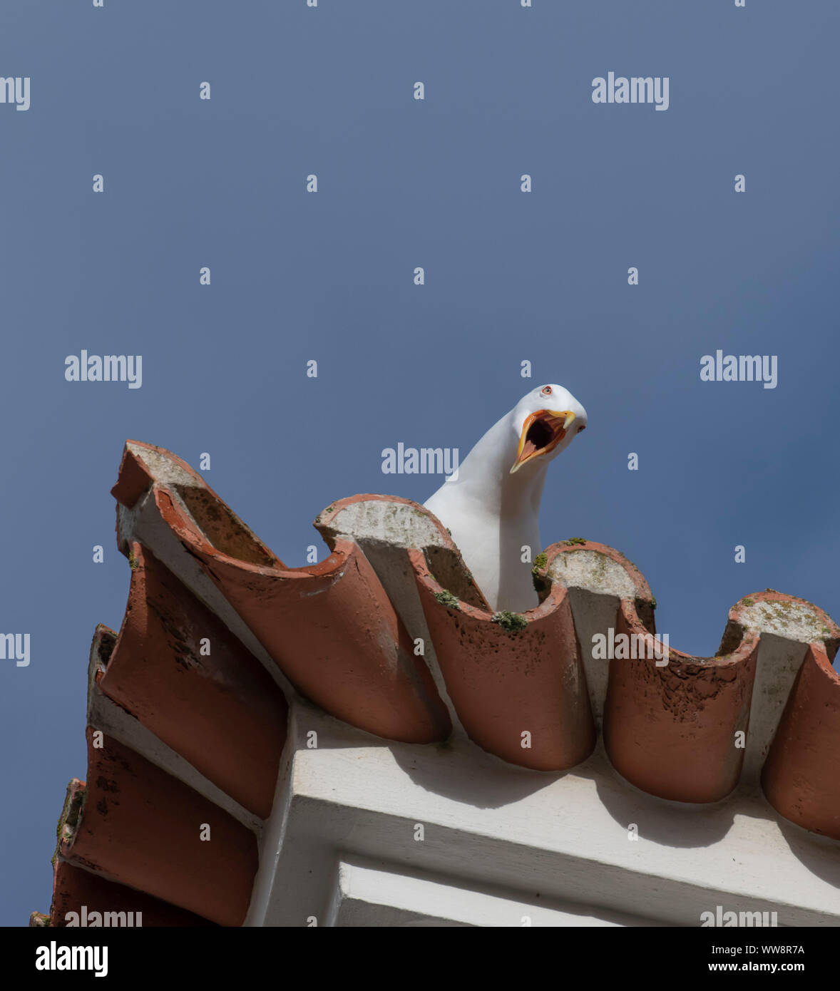 Seagull screaming on the rooftop Stock Photo