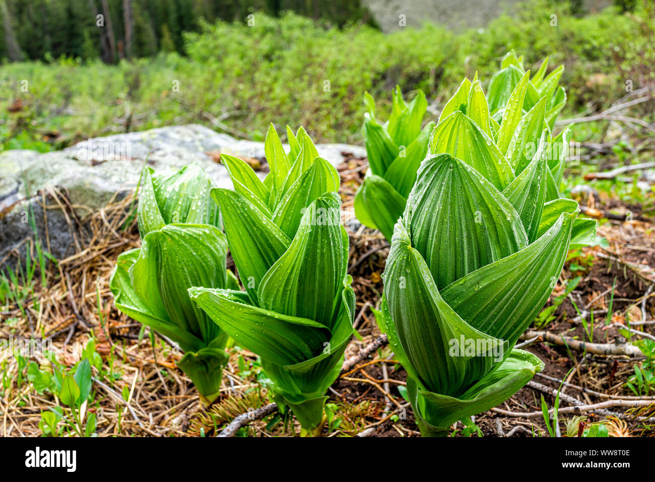 Yellow lady's slipper plants on Conundrum Creek Trail in Aspen, Colorado in 2019 summer Stock Photo