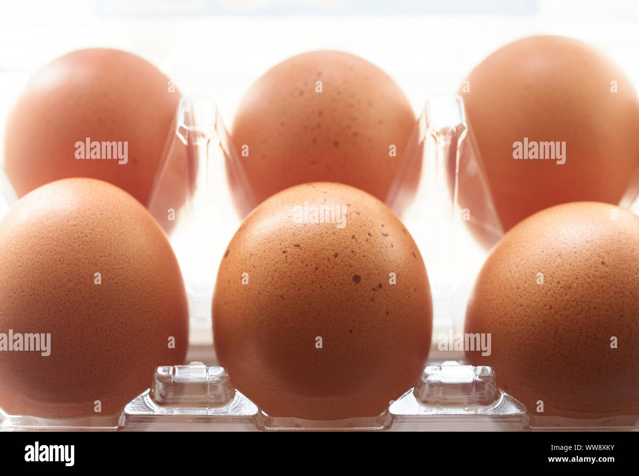 Eggs in the plastic tray Stock Photo