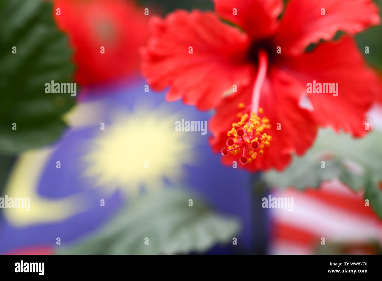 Hibiscus sinensis flower in vivid red pink the National flower of Malaysia Stock Photo Alamy