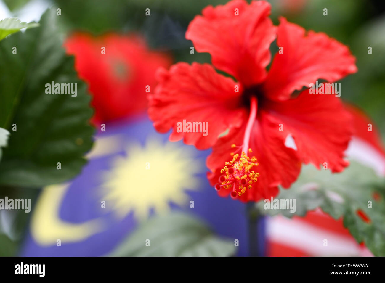 Hibiscus sinensis flower in vivid red pink the National flower of Malaysia Stock Photo Alamy