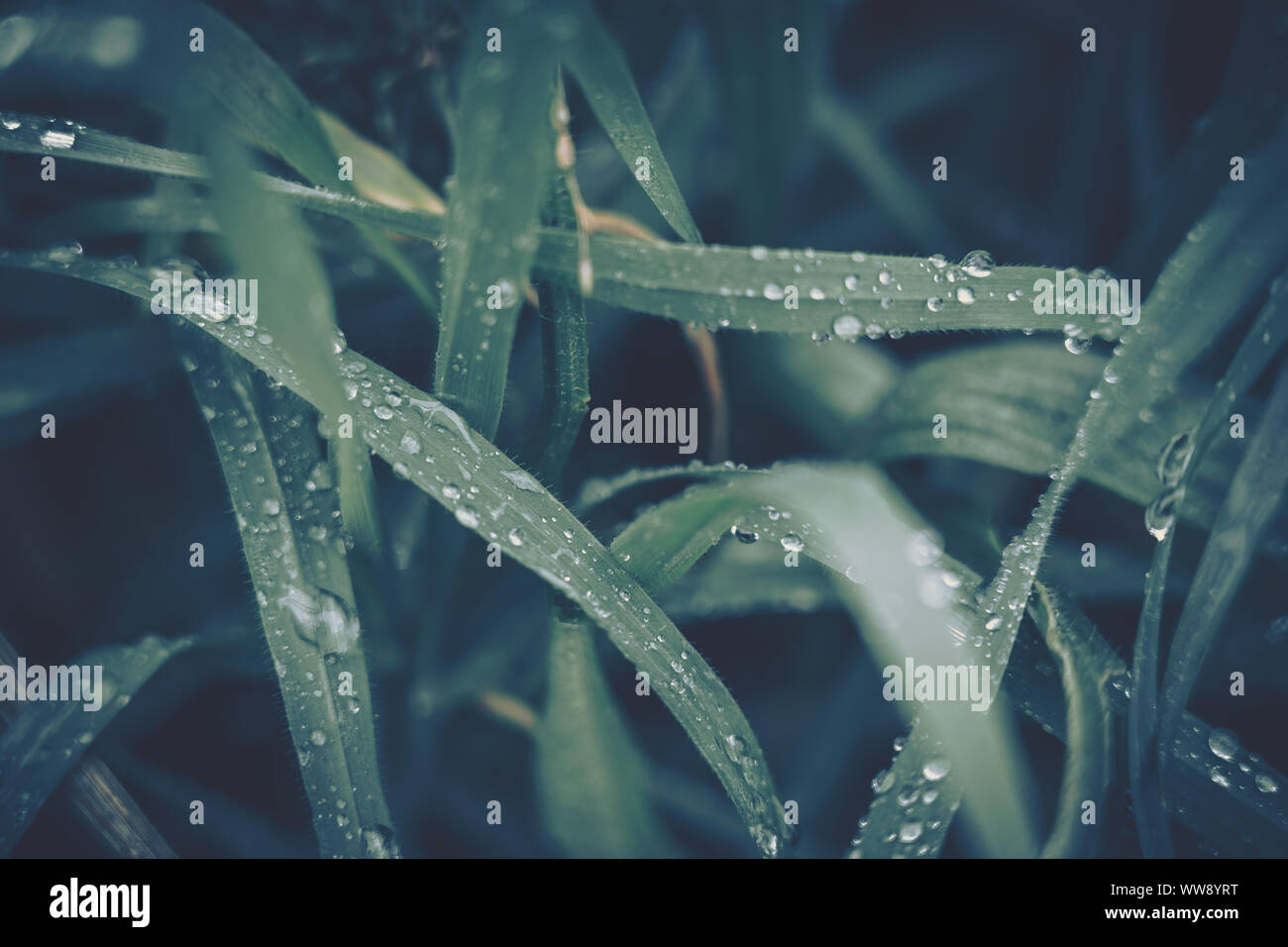 Green leaf with water drop for background texture Stock Photo - Alamy