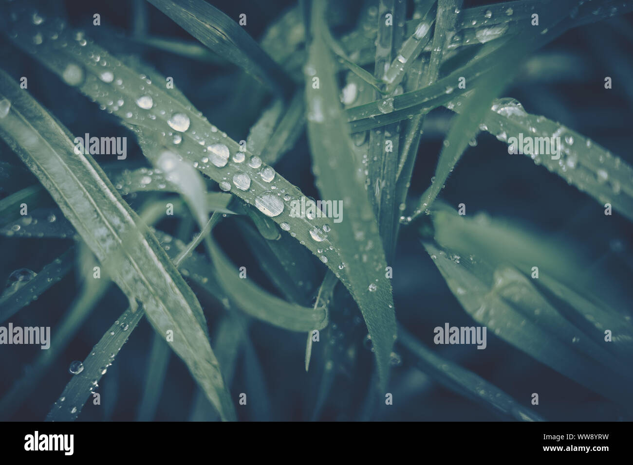 Green leaf with water drop for background texture Stock Photo - Alamy