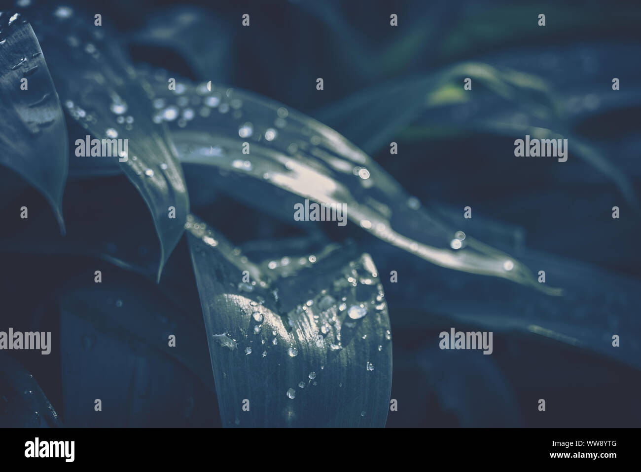 Green leaf with water drop for background texture Stock Photo - Alamy