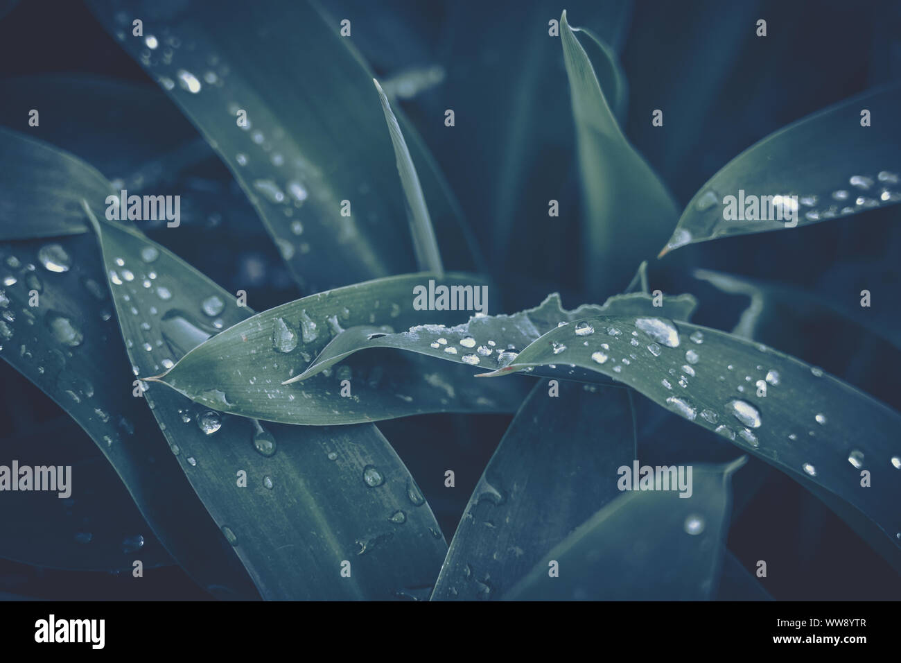 Green leaf with water drop for background texture Stock Photo - Alamy